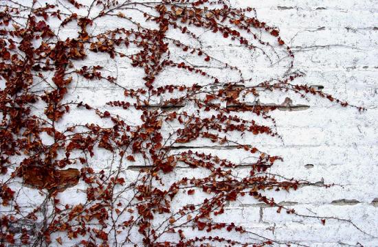 vines and wall